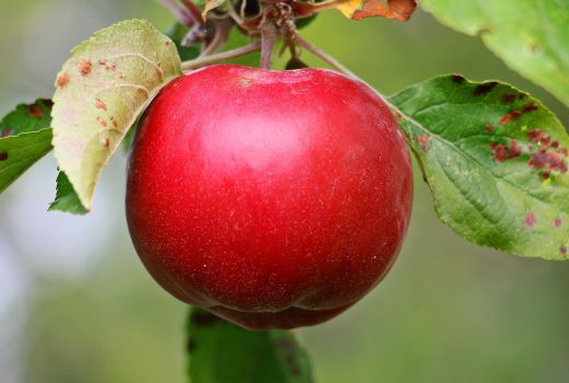 ein roter Apfel in Großaufnahme vor grünem Hintergrund